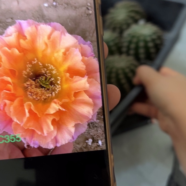 无花朵仙人球侧芽歪cc355