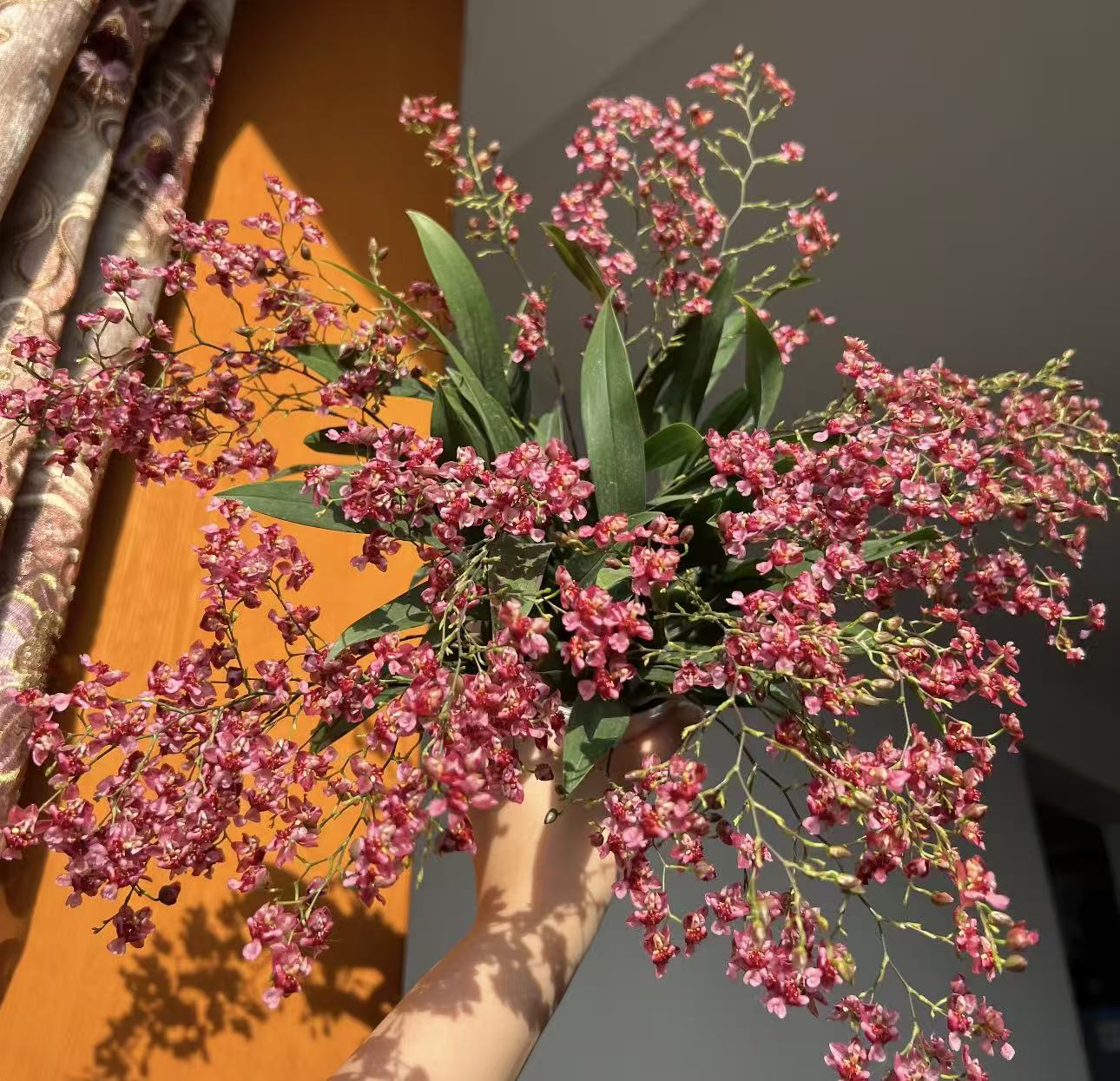 【李先生】梦香兰（红色4-6支剑）盆栽室内阳台客厅桌面好养植物