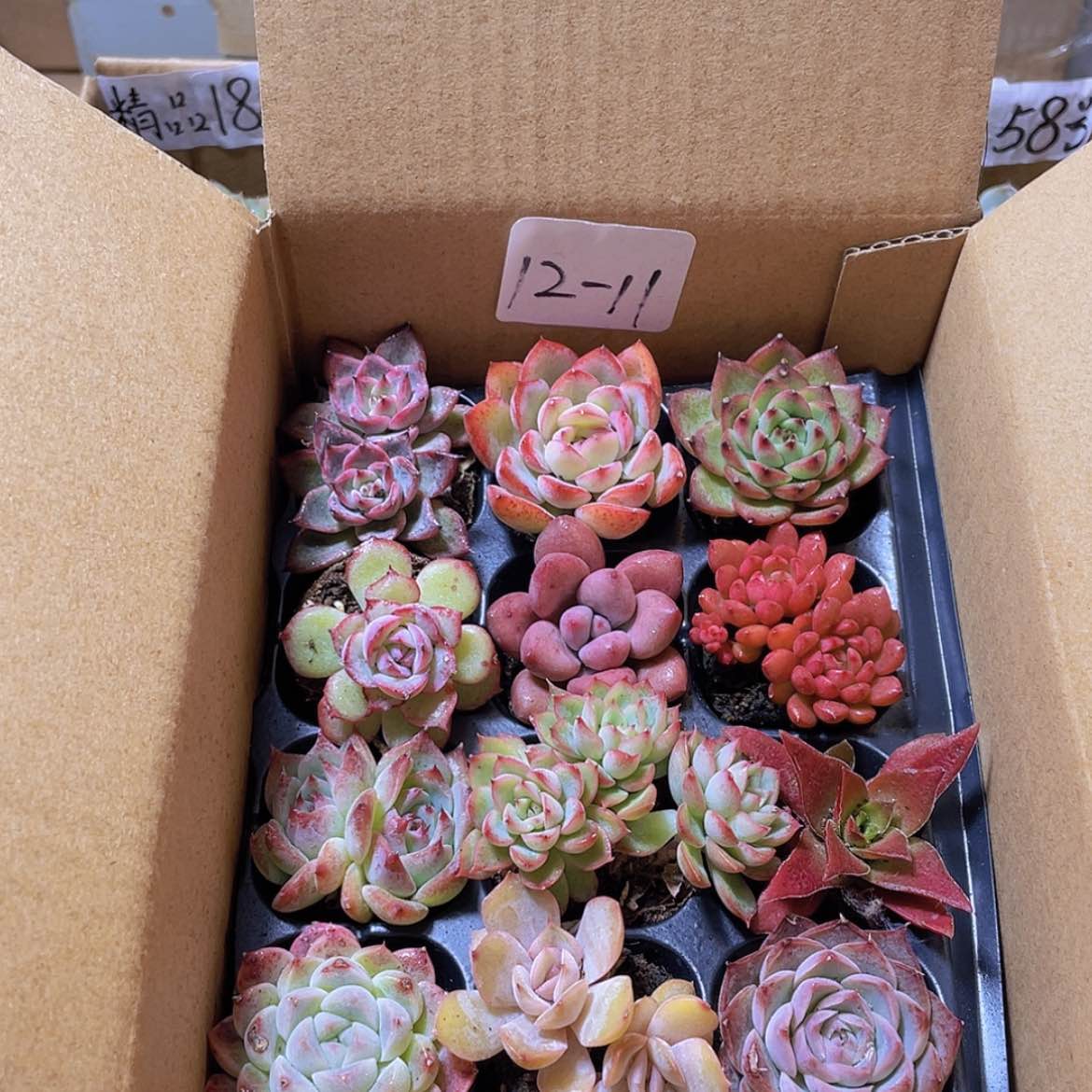 【闪购商品】12颗-11