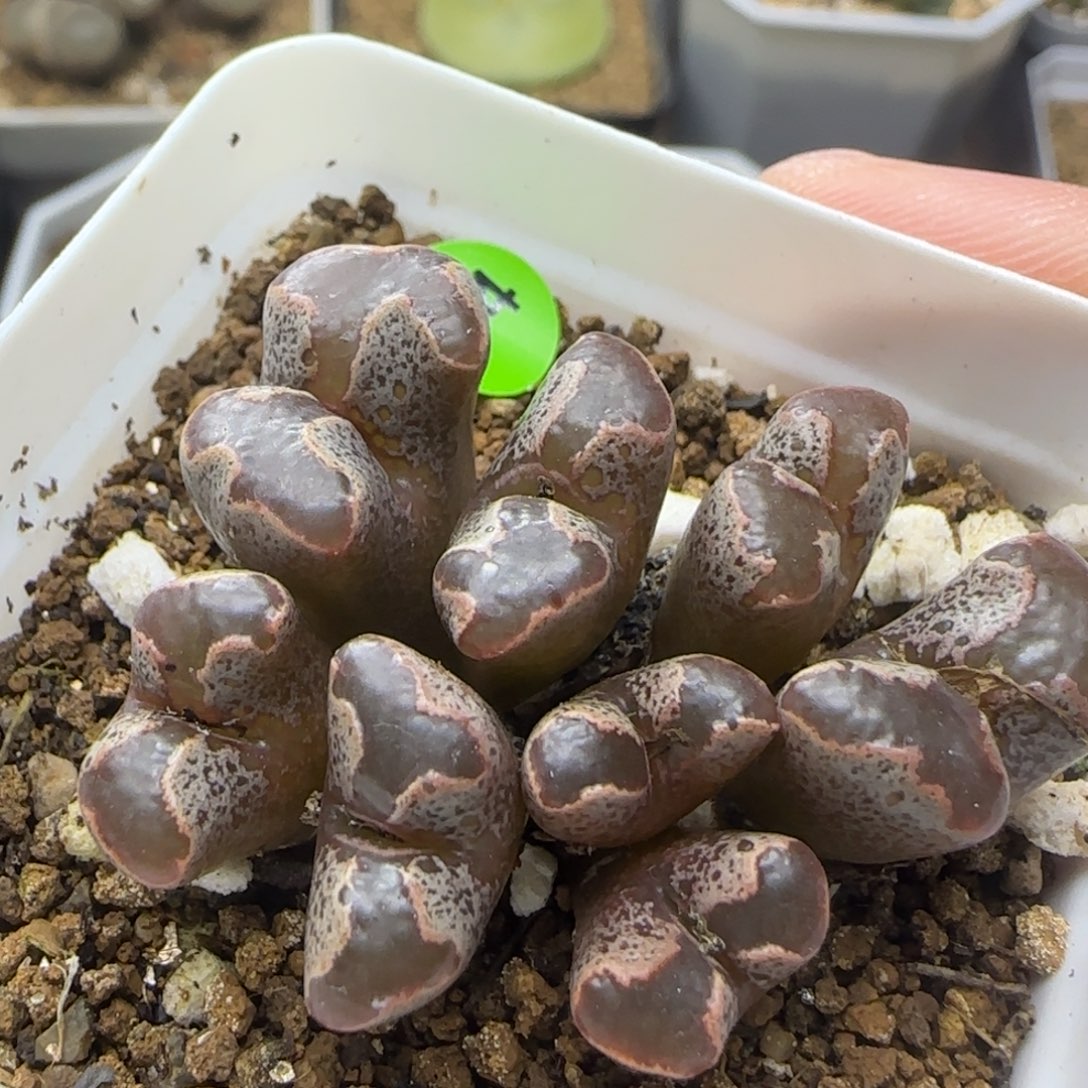 全窗超碟群多肉植物274