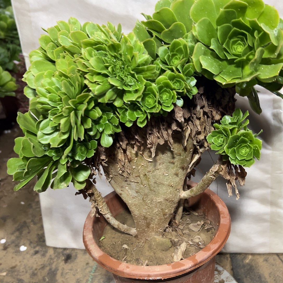 多肉156植物绿羊绒缀花母本