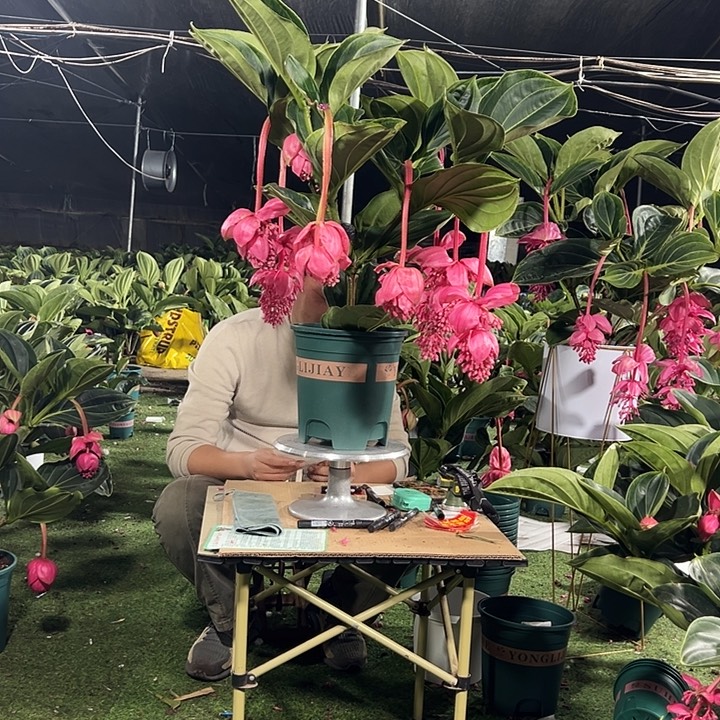 诠***福少量花朵（建议范围：2朵-5朵 或40%以下）