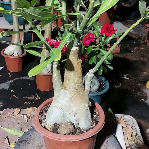 【闪购商品】无花朵小***N