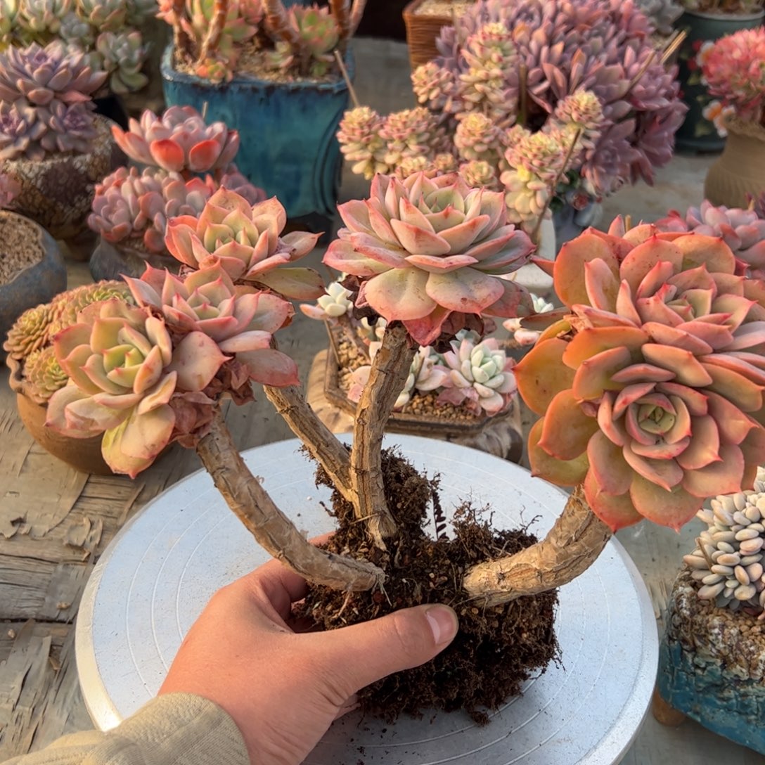 白雪公主48 零零多肉植物