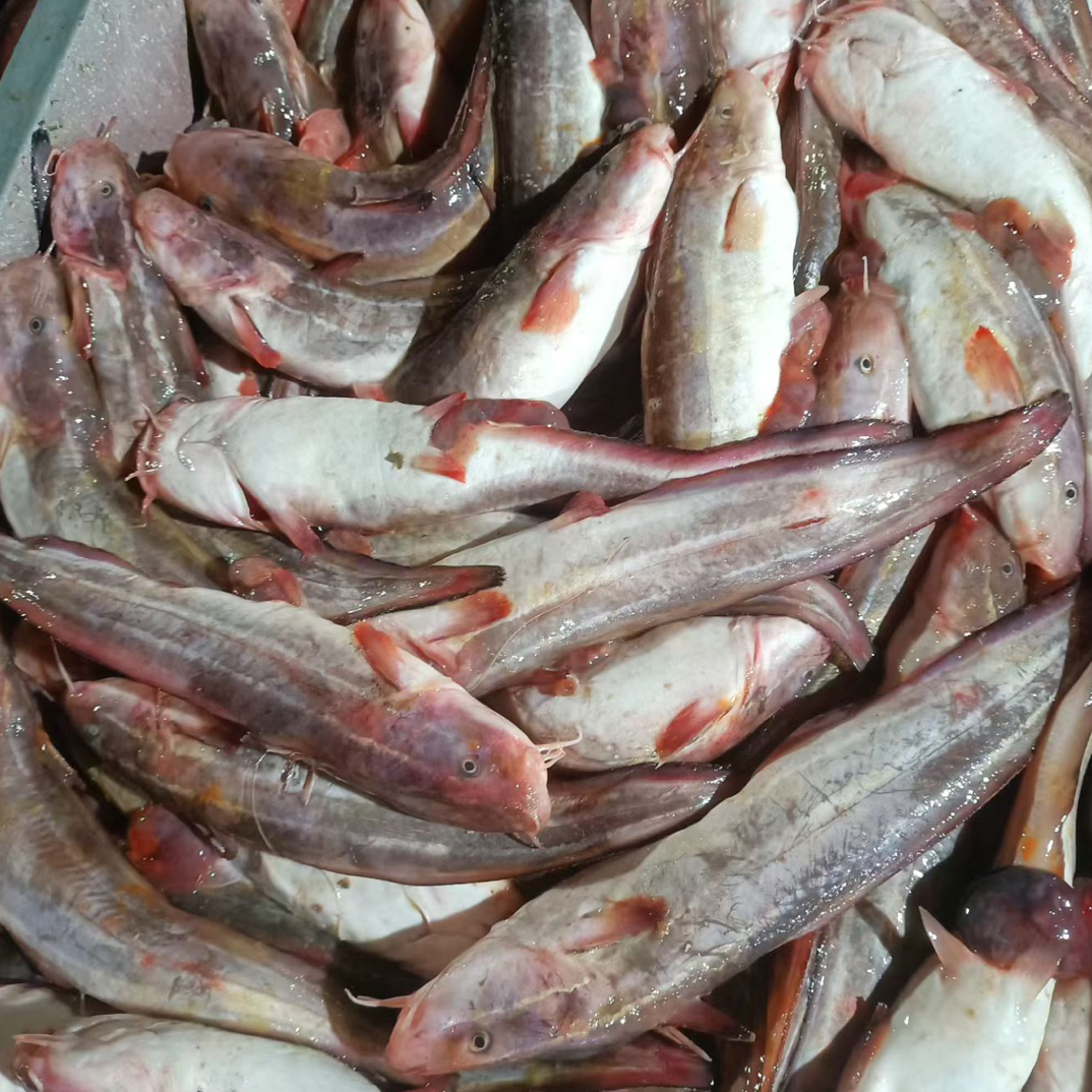 新鲜海捕沙毛鱼 