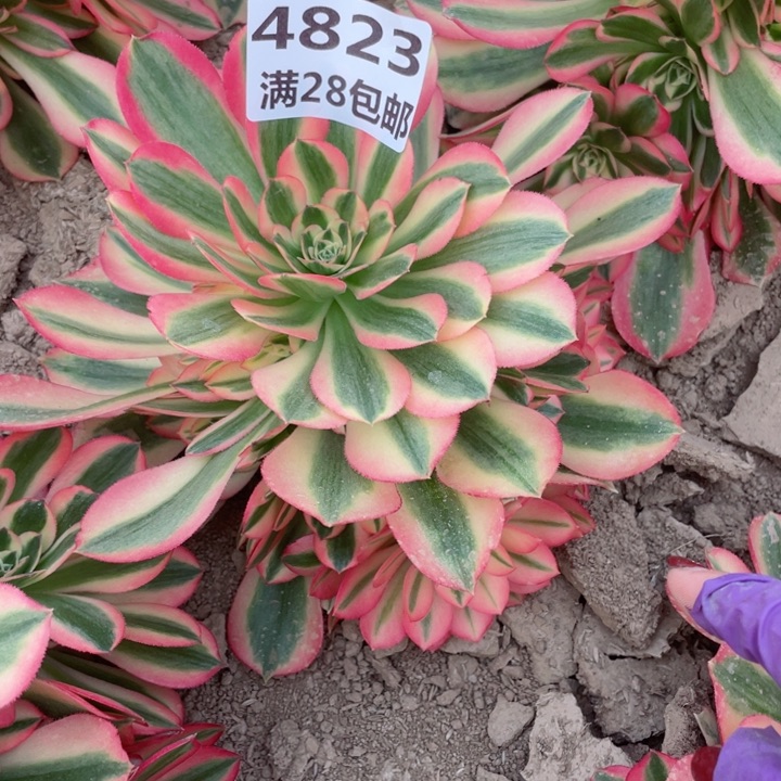 4823二号棚女巫多肉E