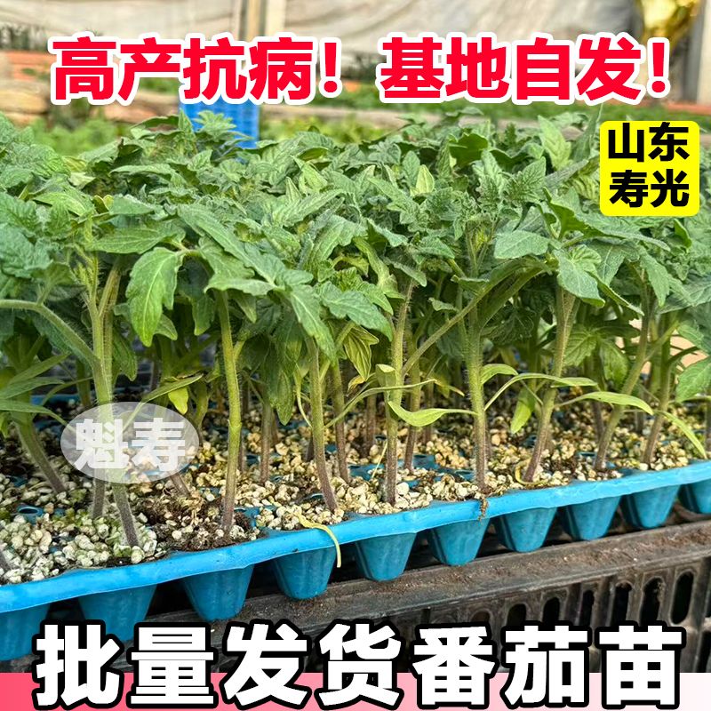 大红硬果番茄苗秧带士球四季高产大西红柿种子大面积种植圣女果苗