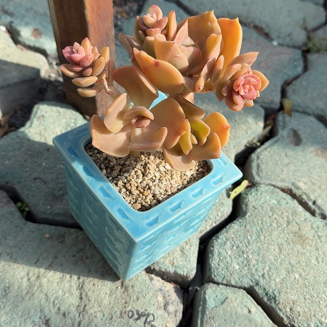 赫氏多肉带盆植物