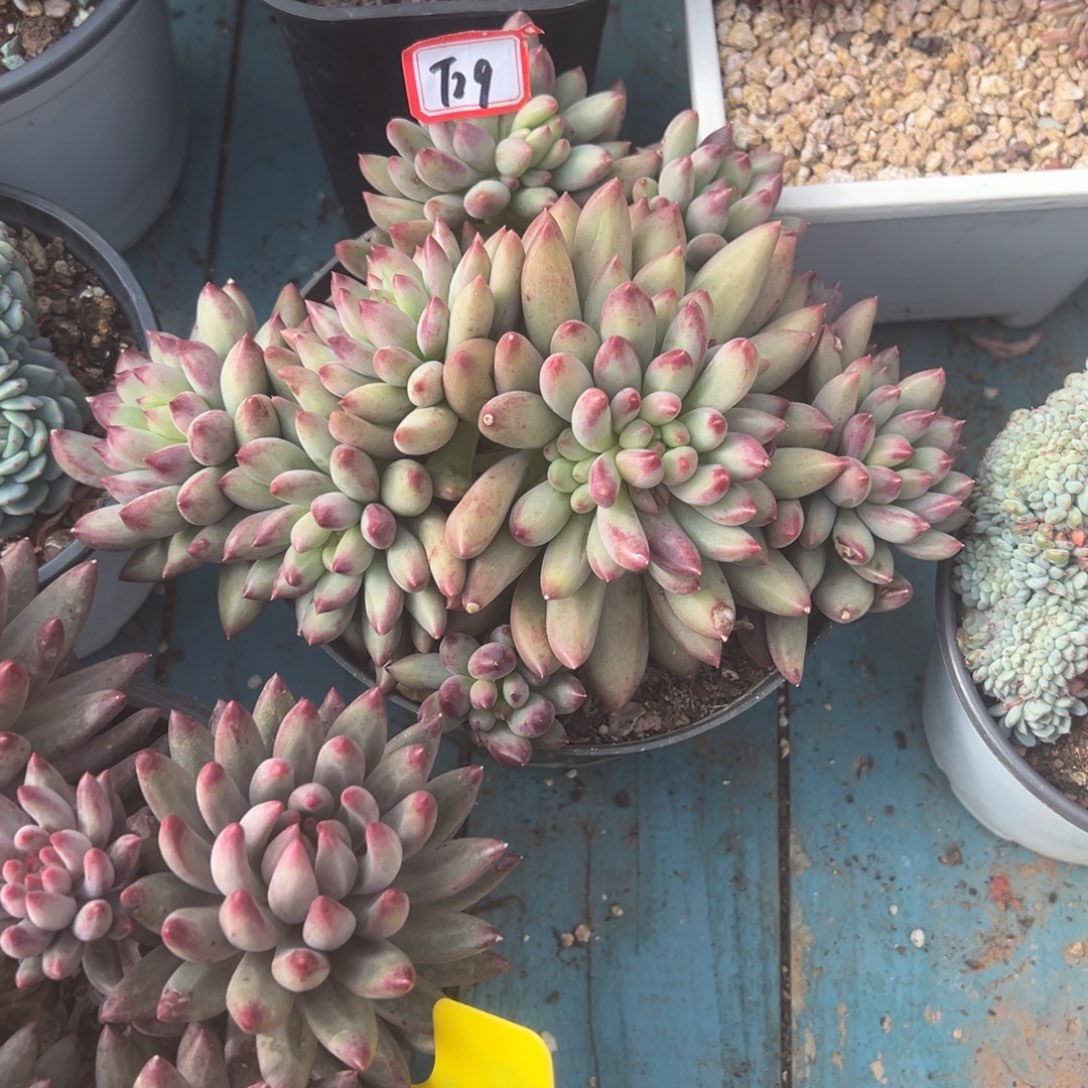 山***夫精品多肉植物老桩