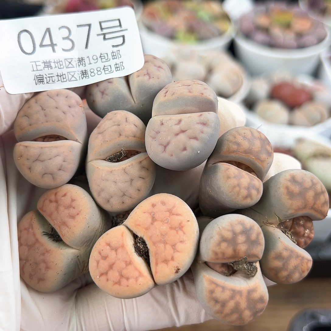 好养易活生石花大母本0437