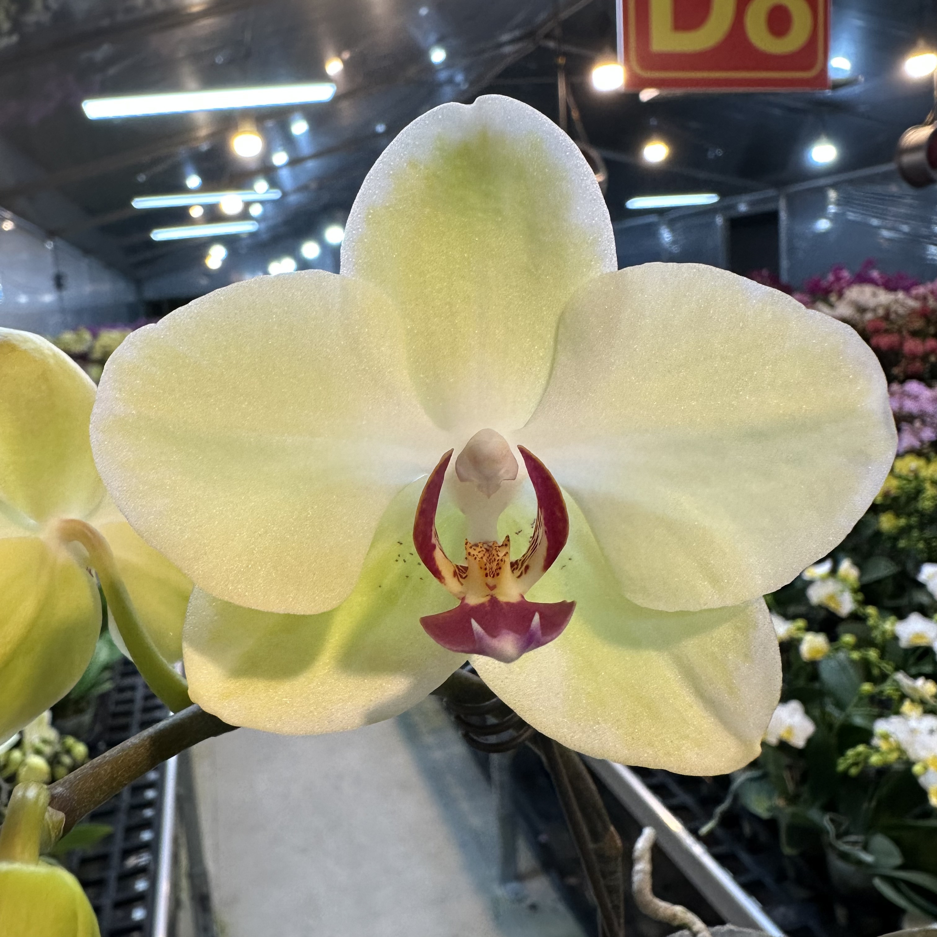 蝴蝶兰【沙西米】梦幻浪漫室内高端花卉绿植