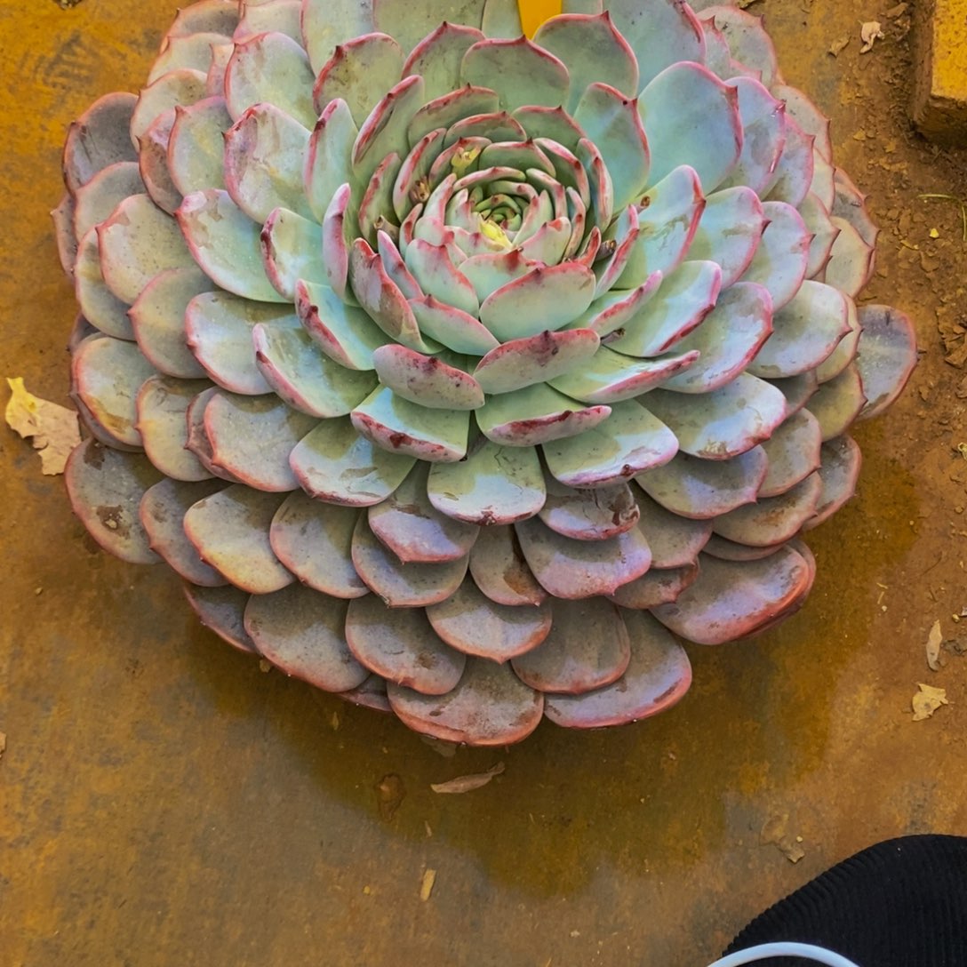 凯***℡劳橙489。             