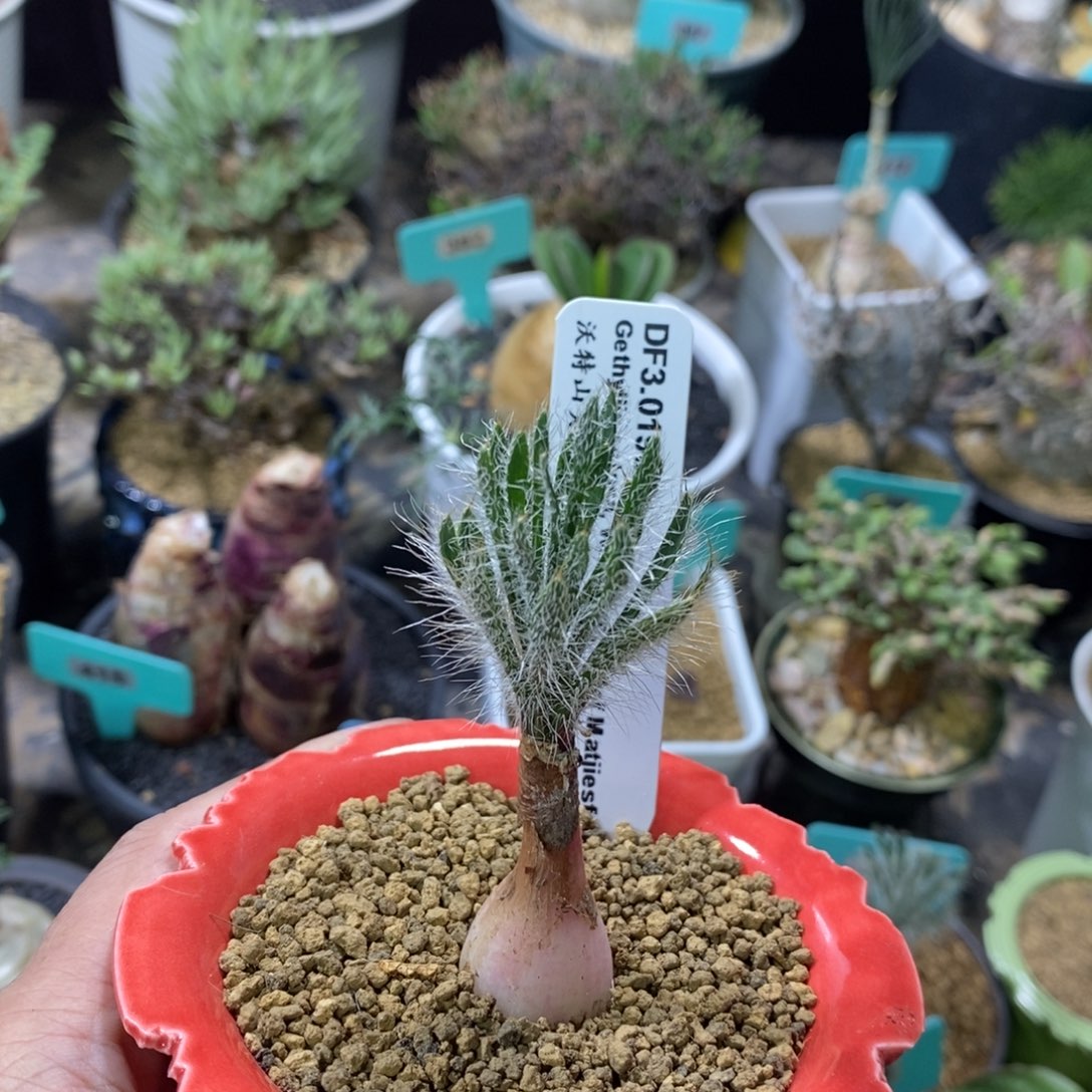 沃特山大型金刚钻