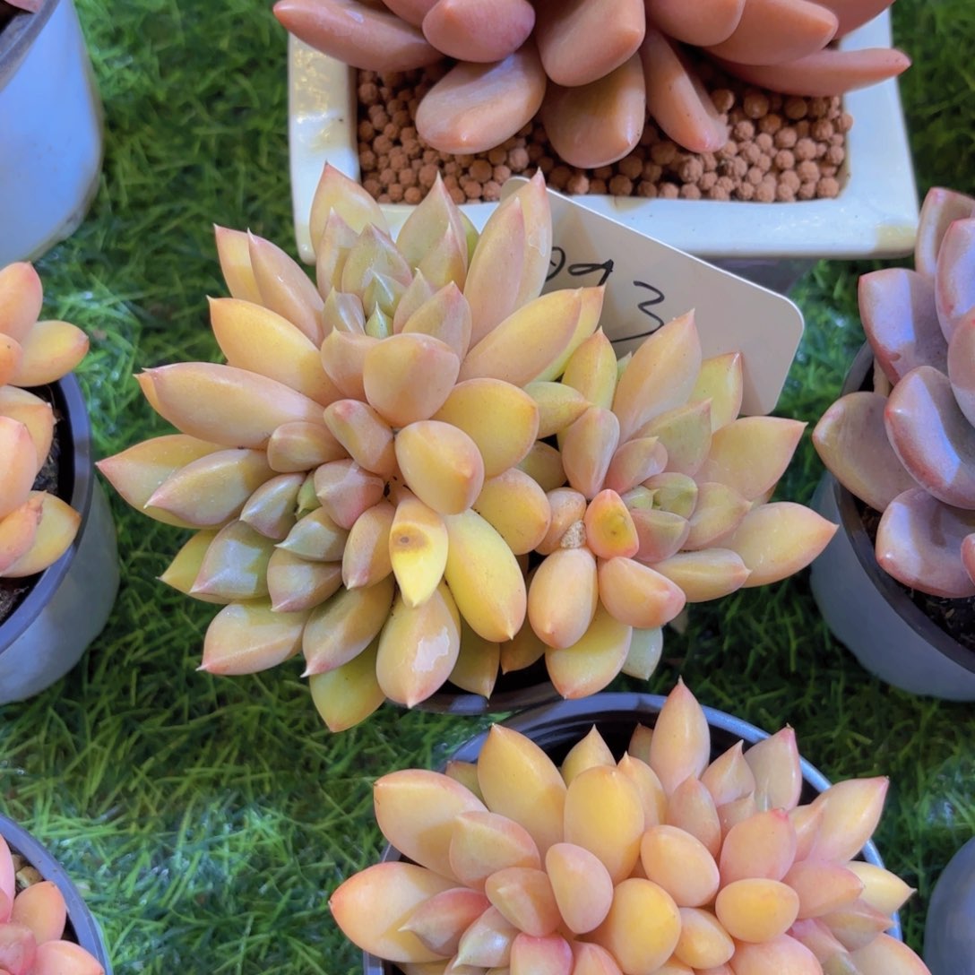 熊***姐云南金致家精品多肉