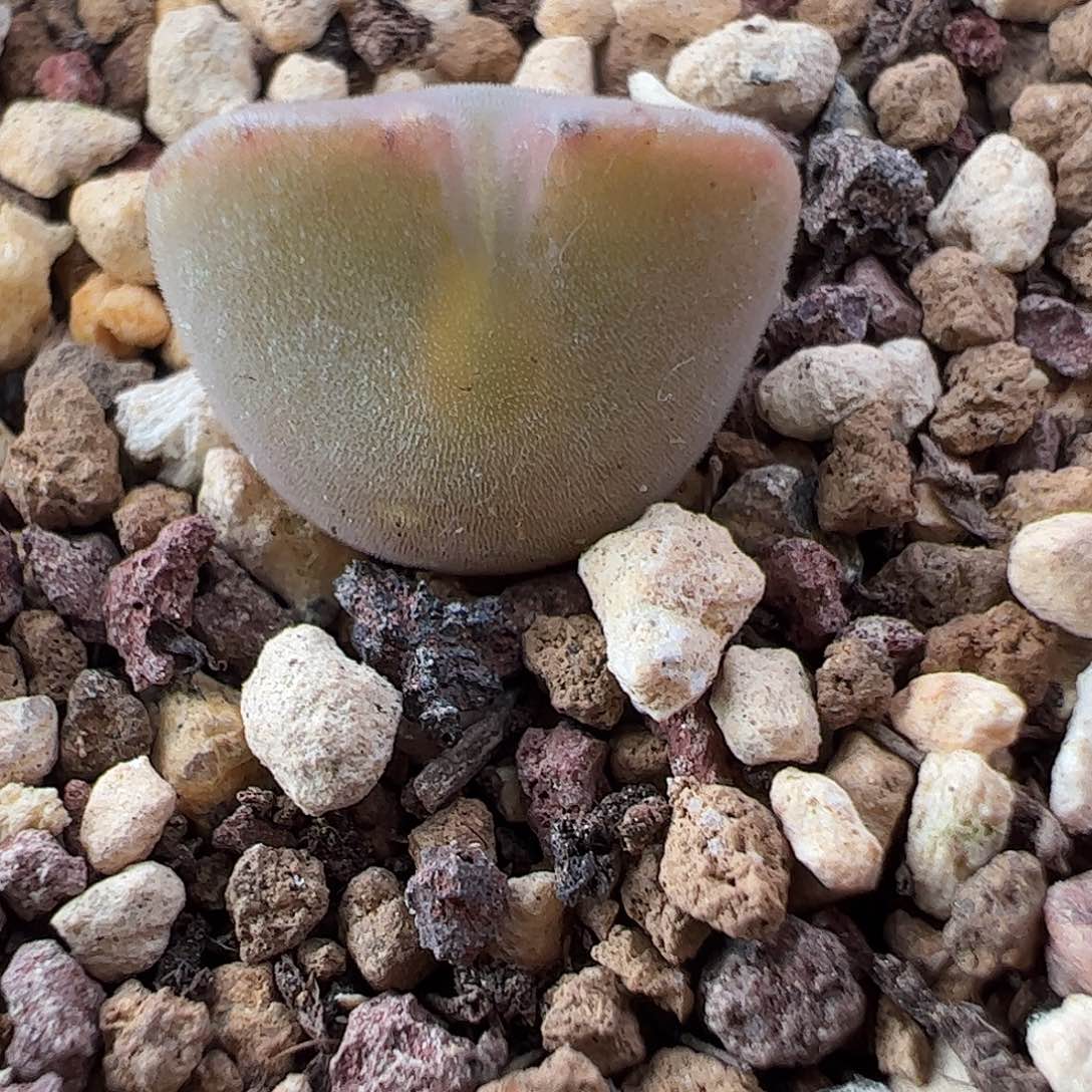 0000854 一物一拍脱土发