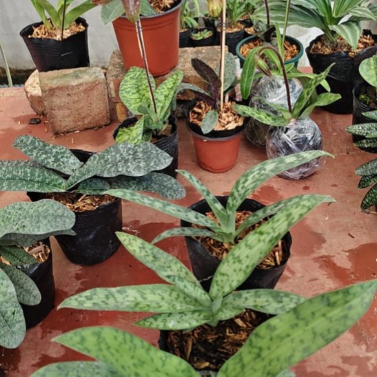 完全开放带花苞发货