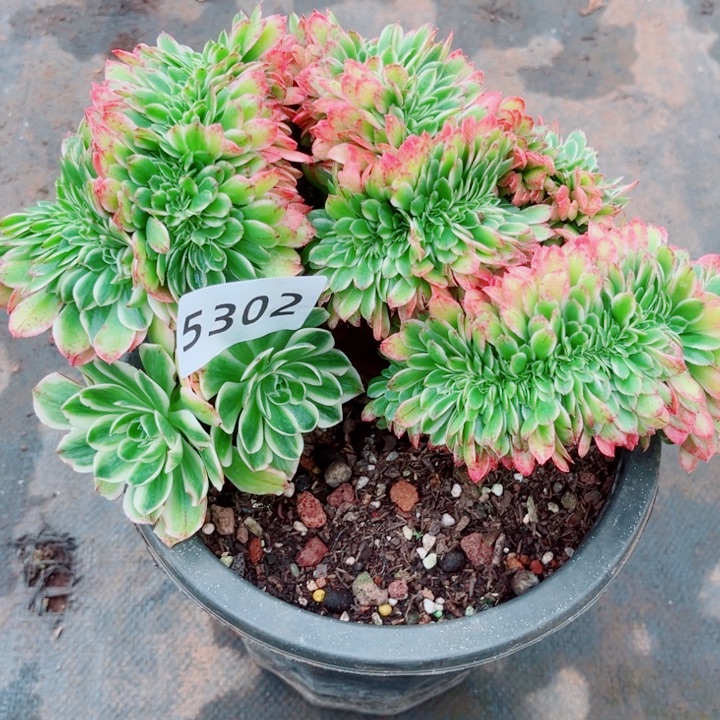 伊丽莎白特价缀多肉