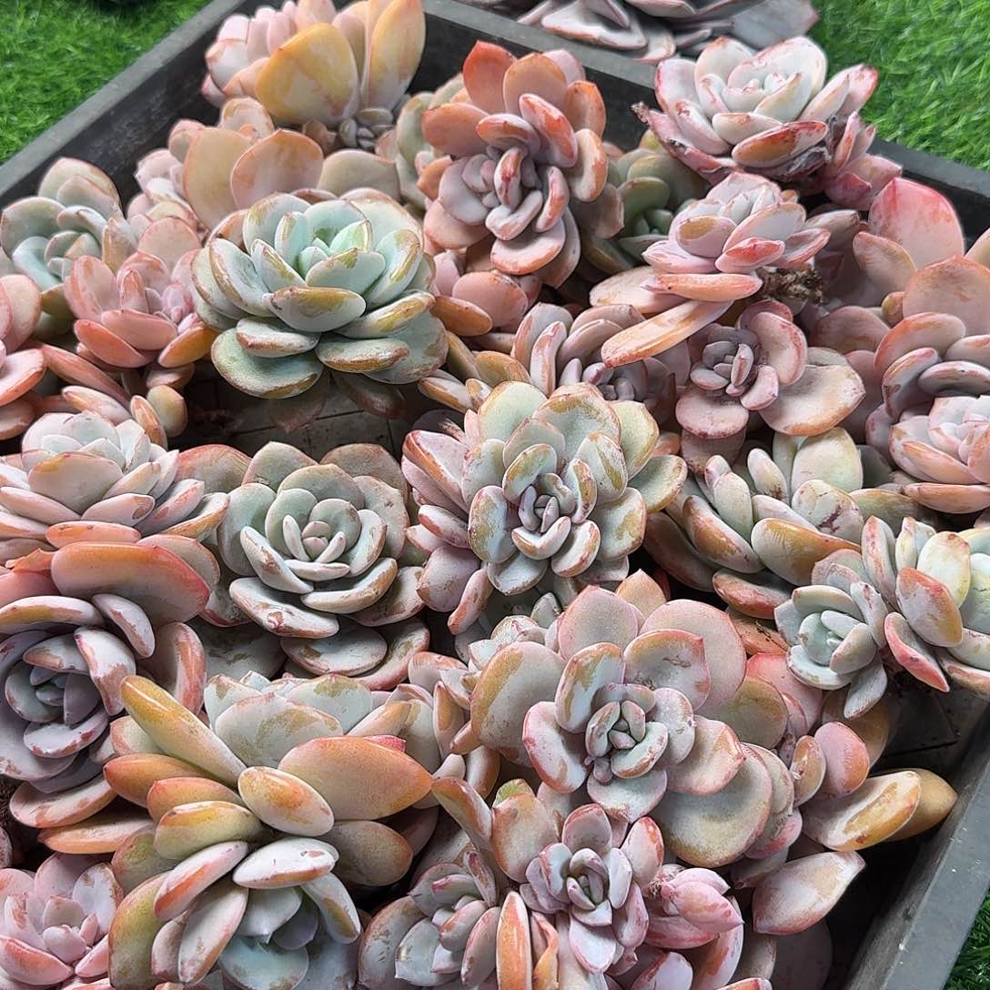 状态小奶茶5颗随机，售后范围：签收起7天内