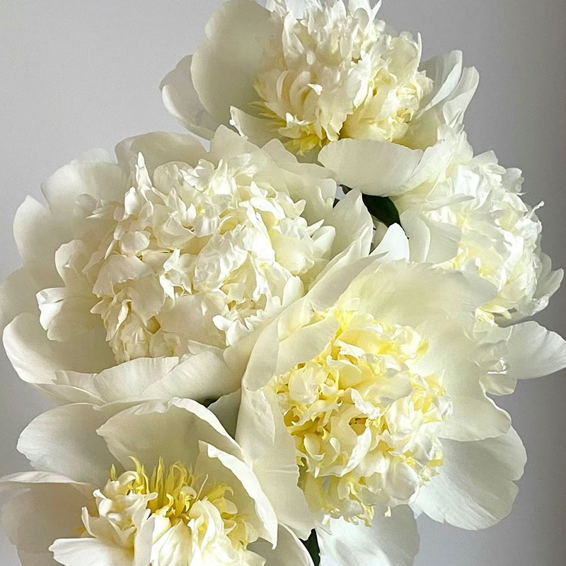 【婚礼派对-芍药花苗】重瓣芍药花苗带芽四季开花阳台庭院盆栽