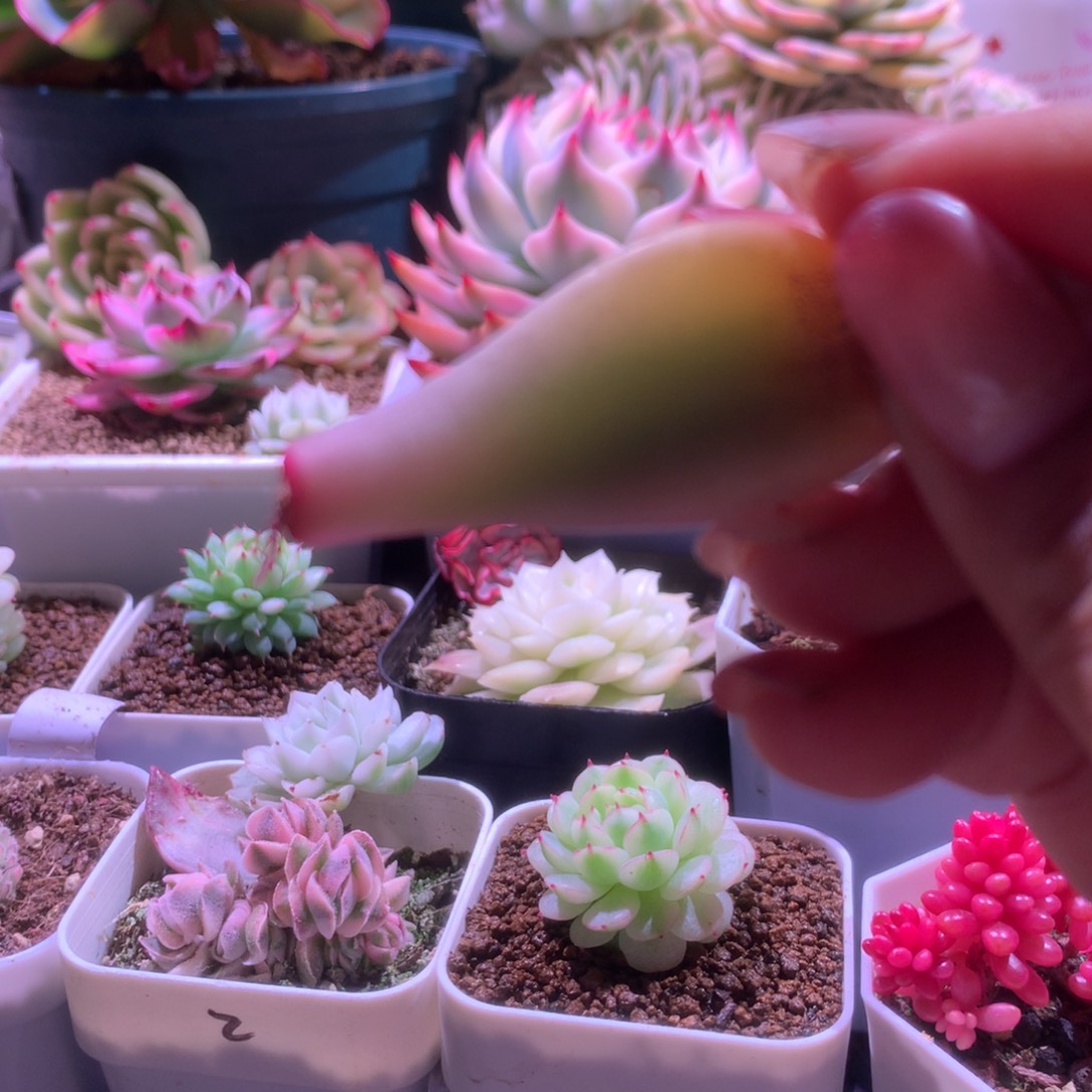 花***菜福利福利福利福利