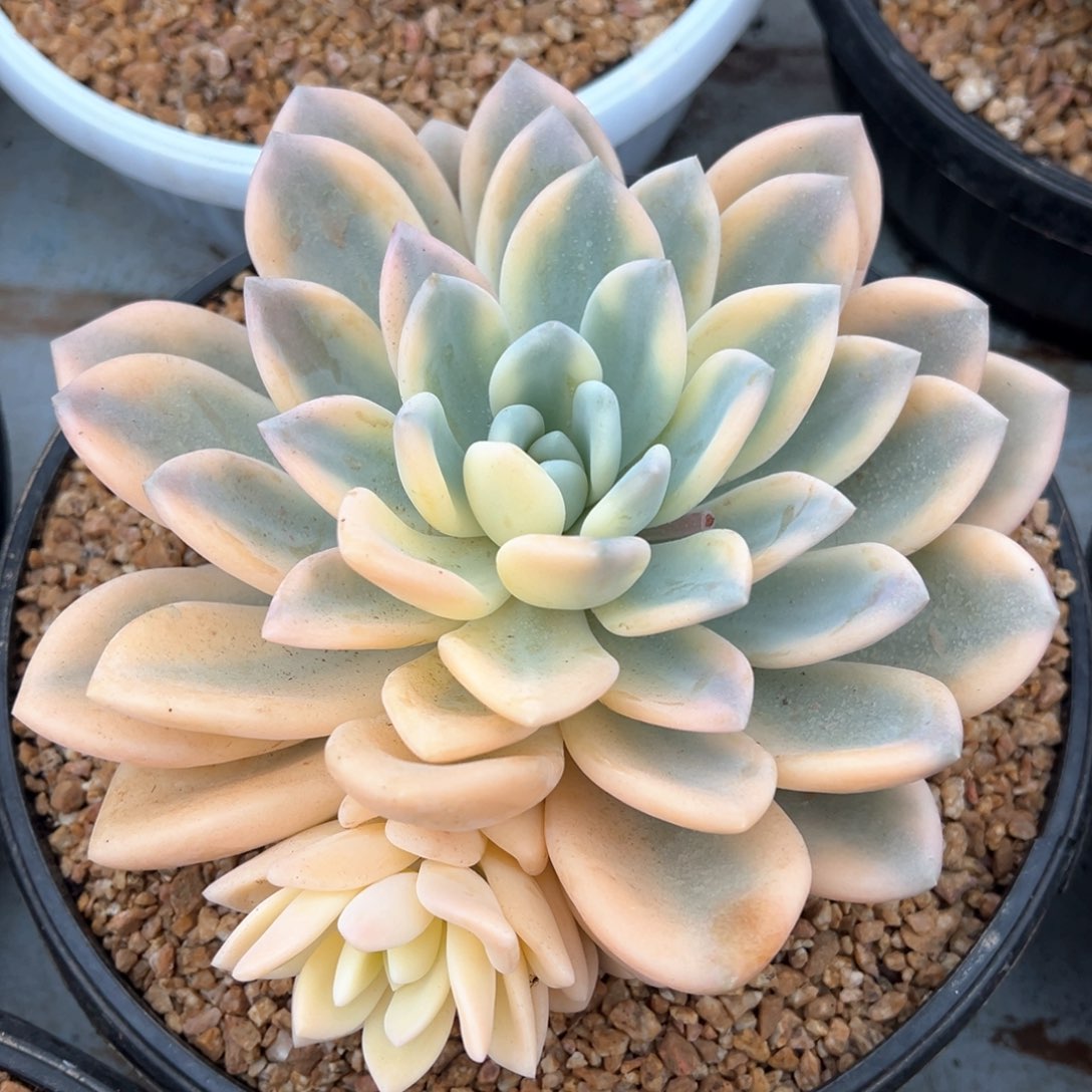 奥普琳娜锦多肉植物