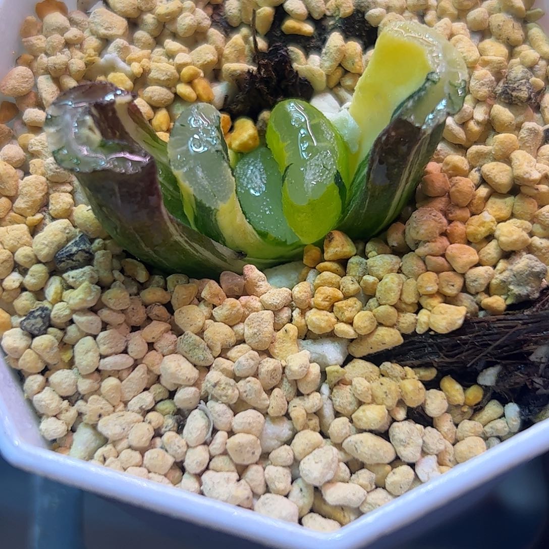 福娘锦十二卷多肉植物