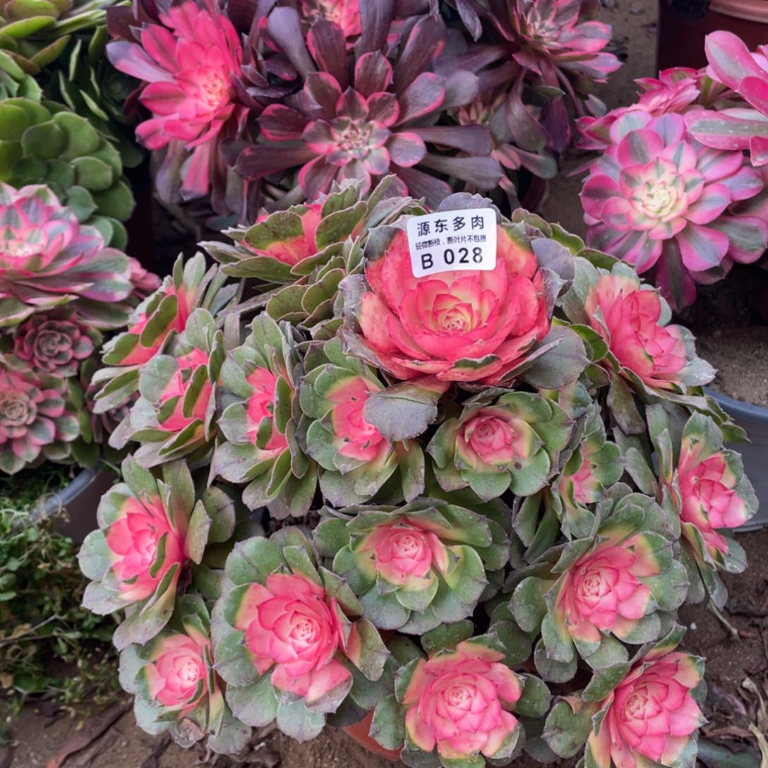 *****028红太阳多肉法师断枝不包