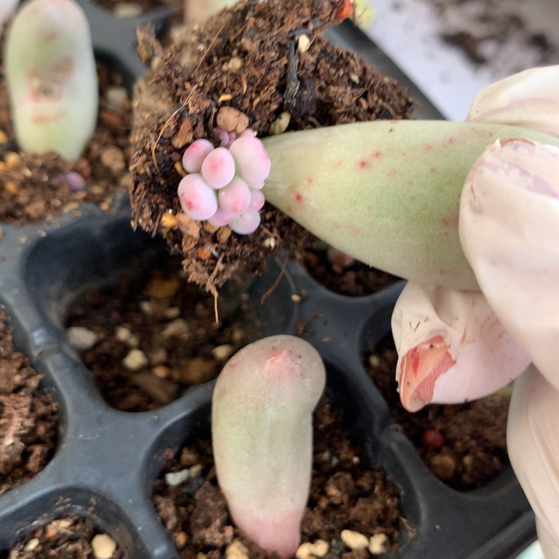 米可奶酪多肉米可奶酪