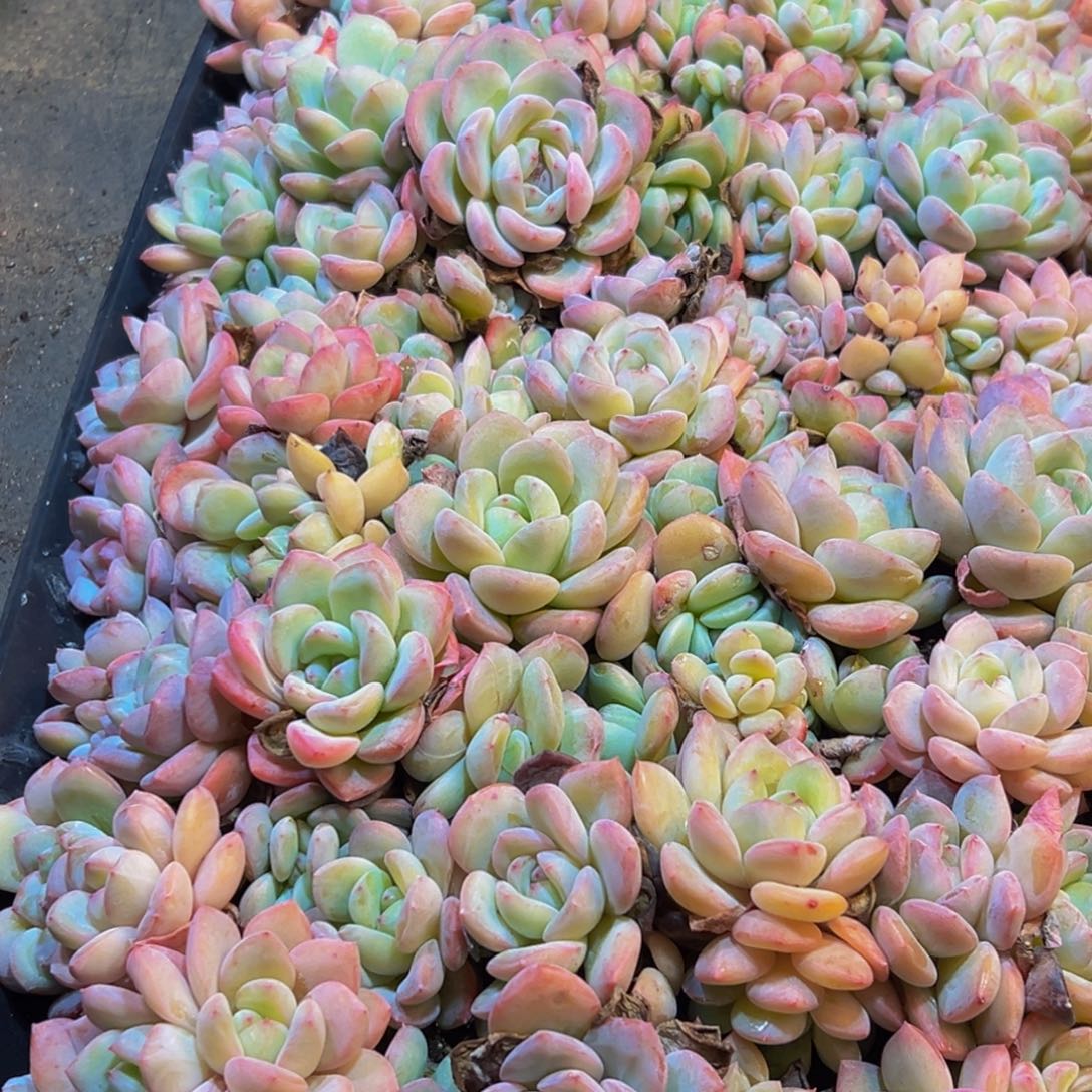 060:：：：：，谢谢滚滚滚发发呆