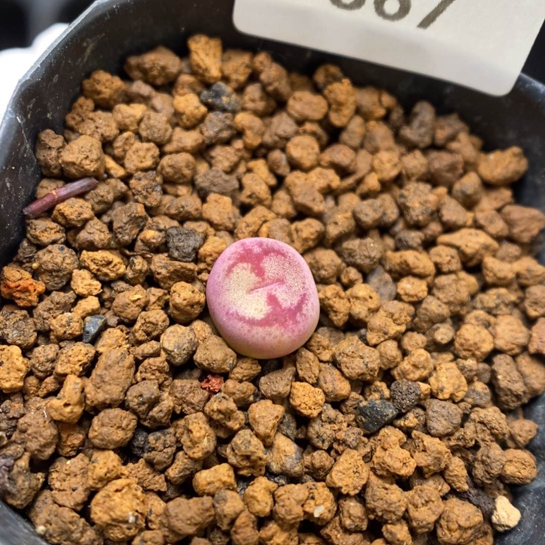 多肉植物肉锥杂交K-867（0.8）