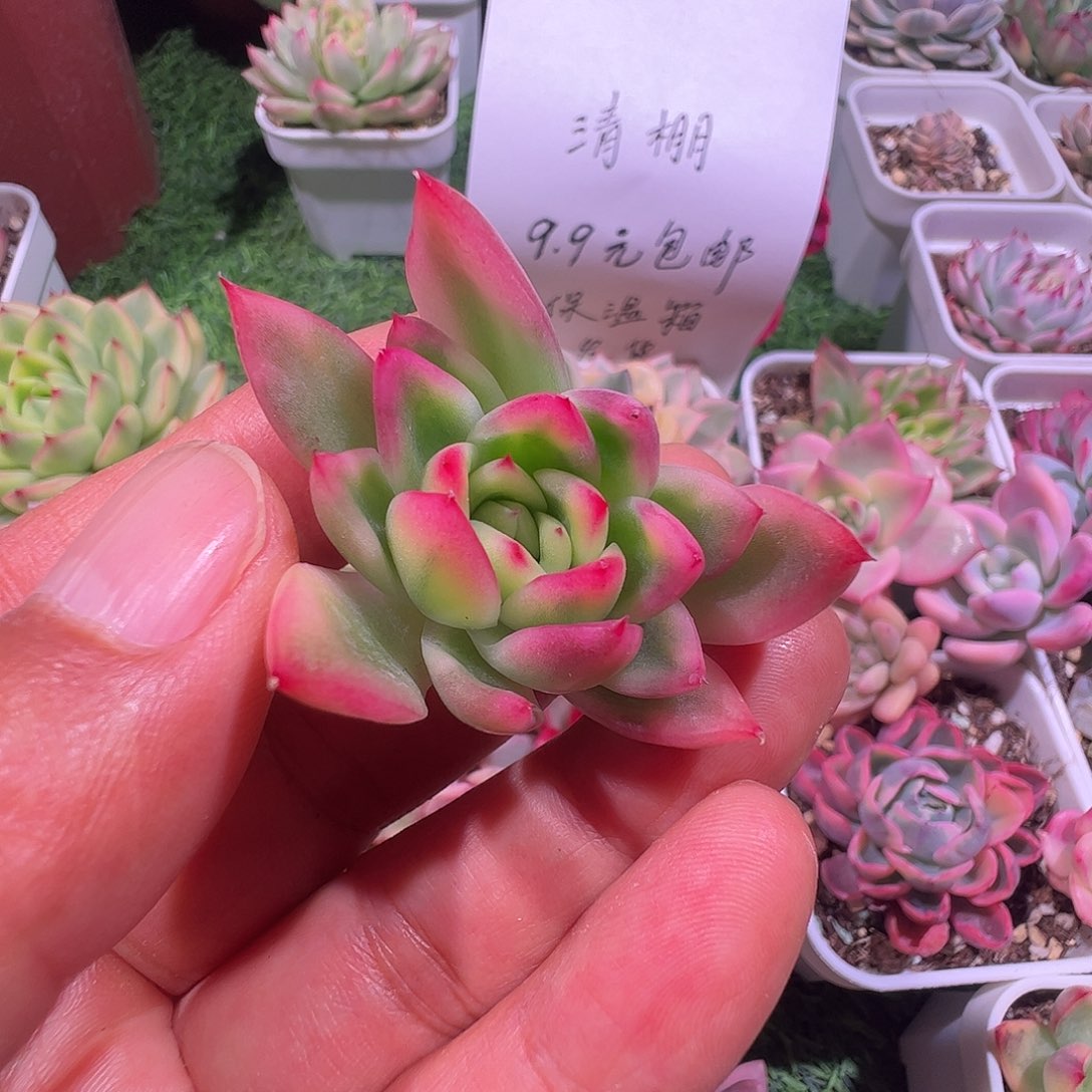 s***w多肉植物多肉植物