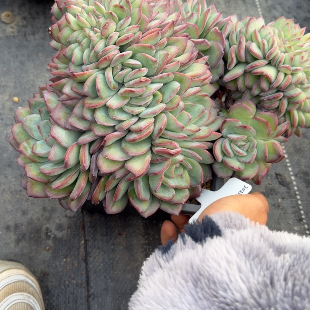 一物一拍超大雪夜缀58