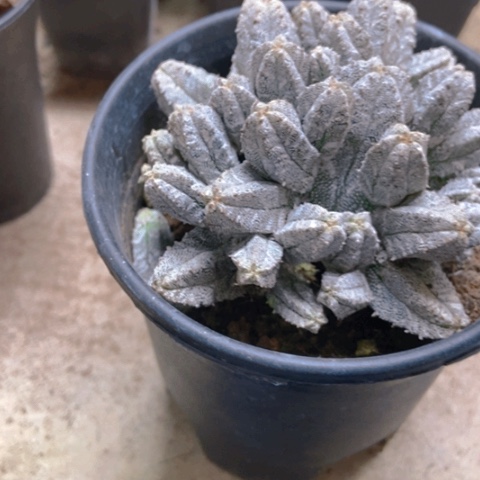 暖风格仙人球35米仙人球