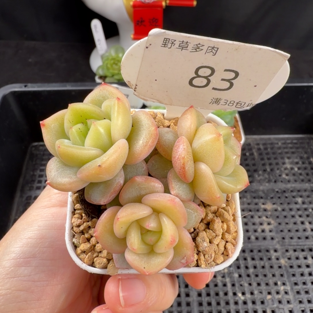 粉黛珍妮三头群83号