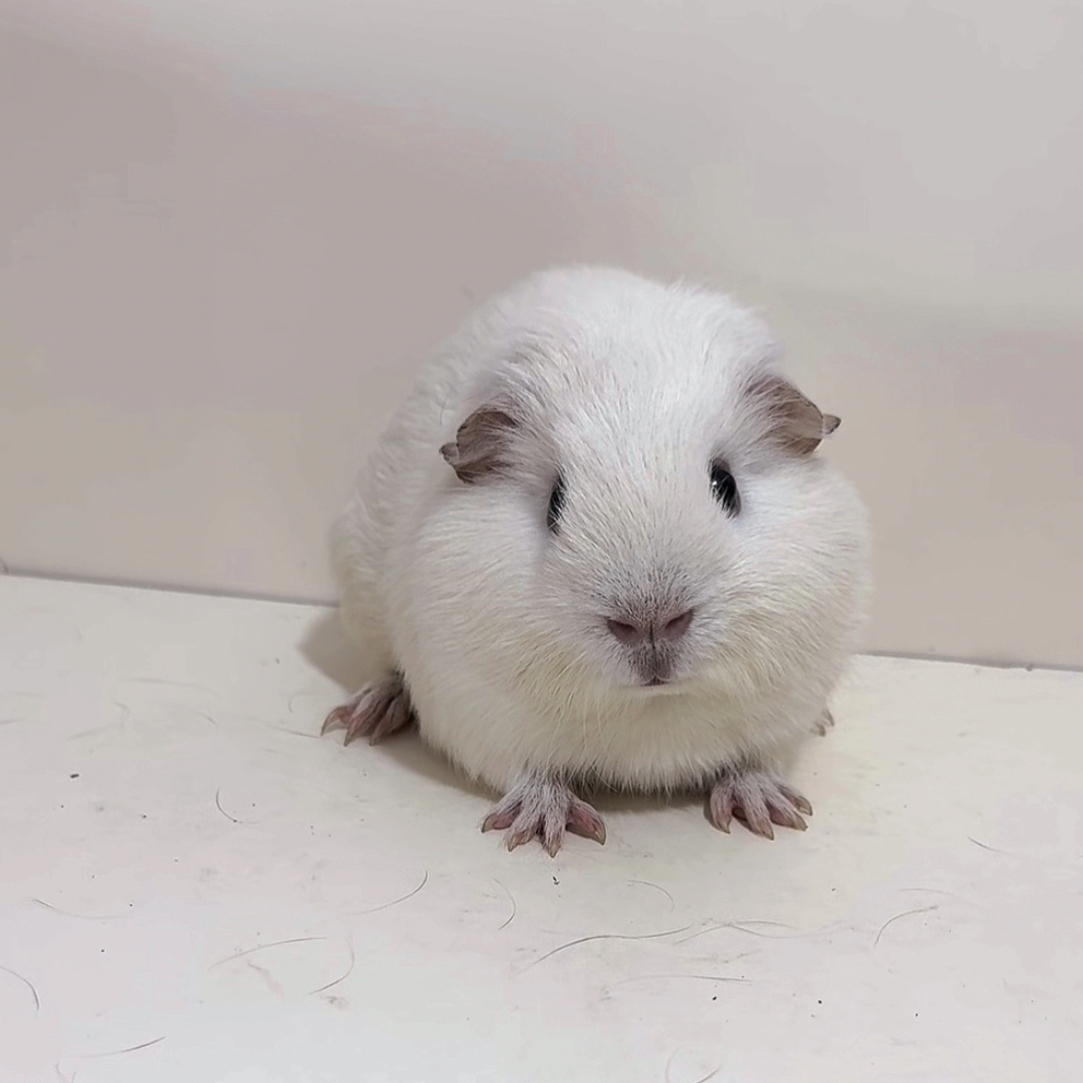 纯白英短荷兰猪豚鼠弟弟