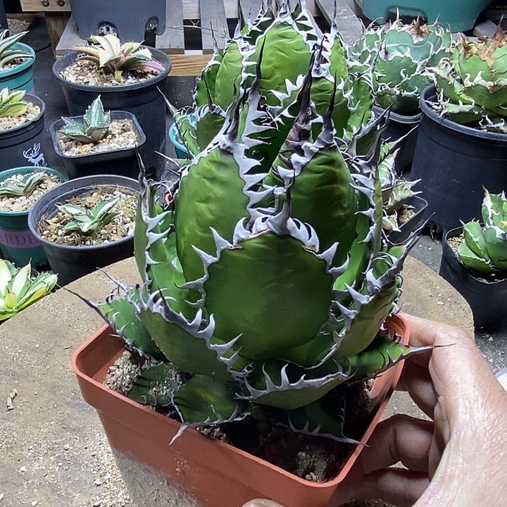 馨***贝霍利达。         