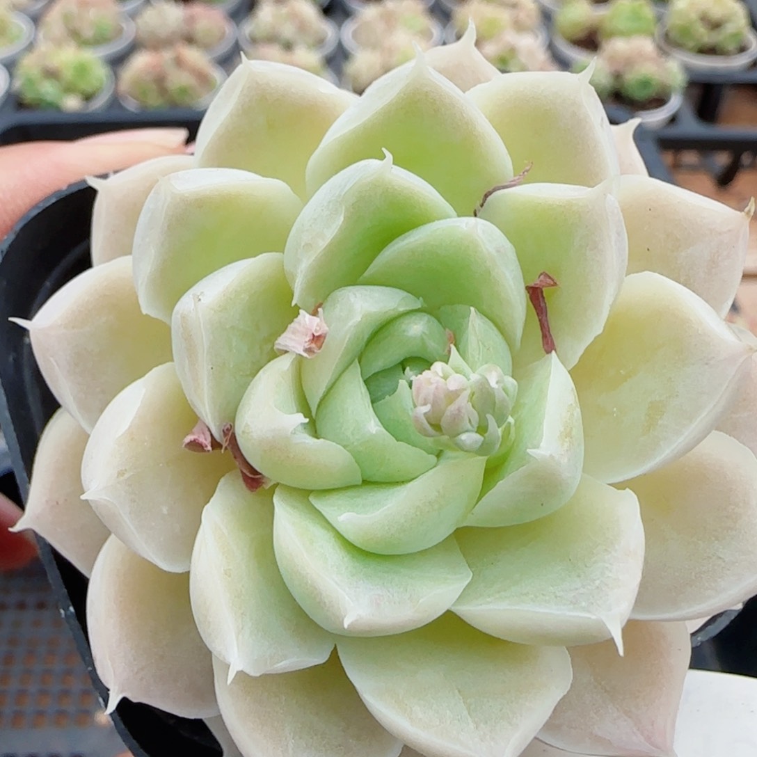 花语逸镜0510-136