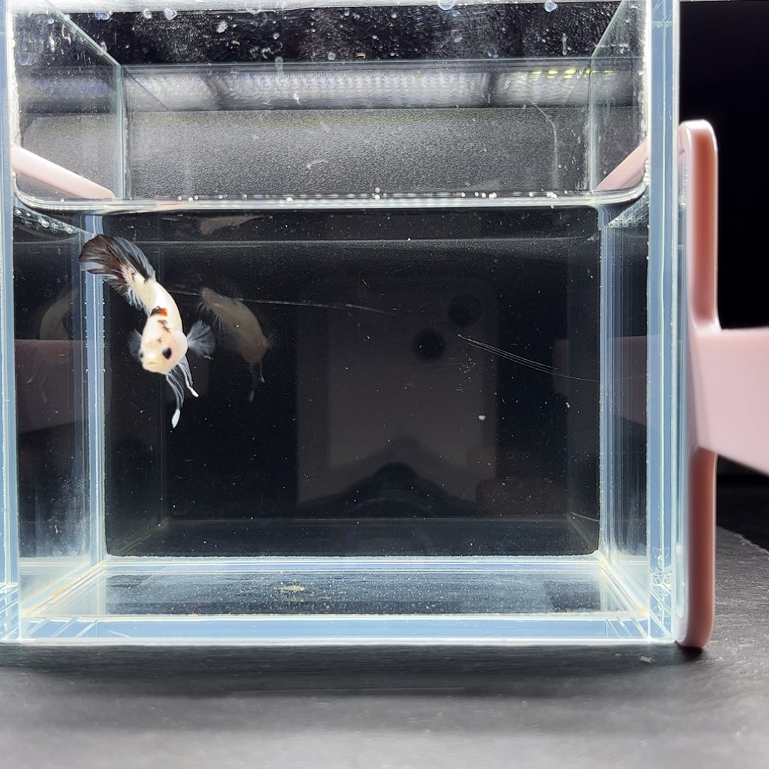 海水鱼宙斯斗鱼竞拍12-03