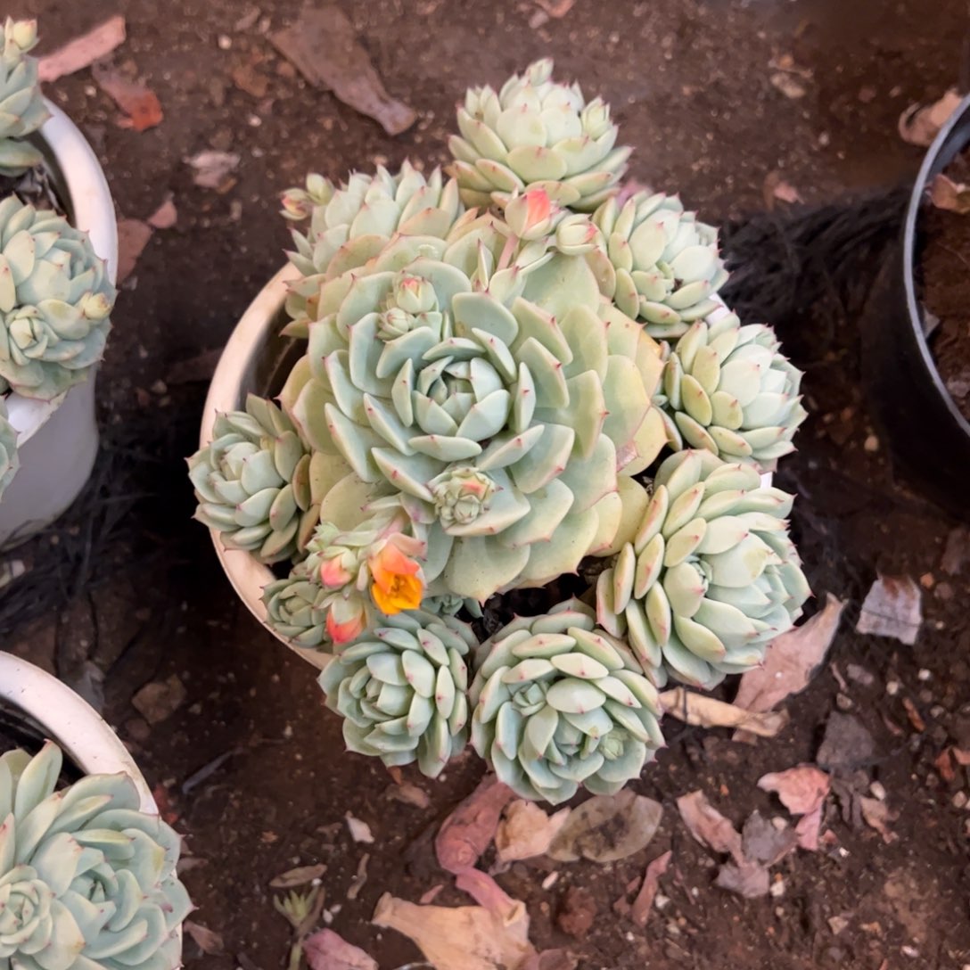 静夜群生手捧多肉