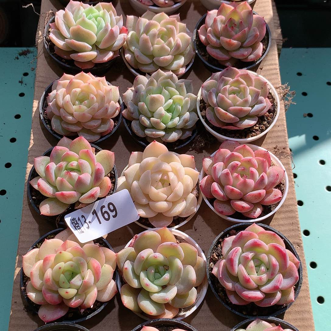 13-169一物一拍带盆18颗。