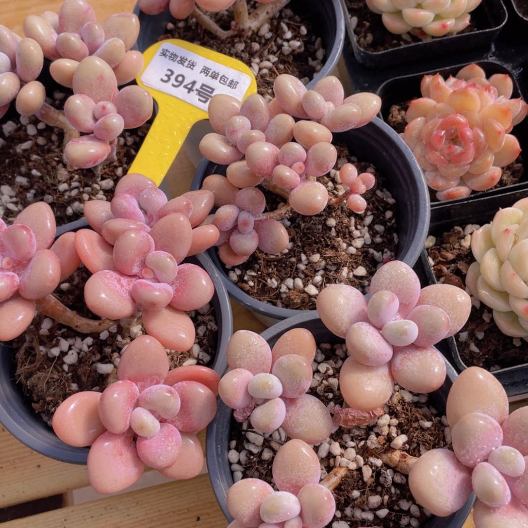 394号 老桩丸叶粉桃蛋多头群一颗