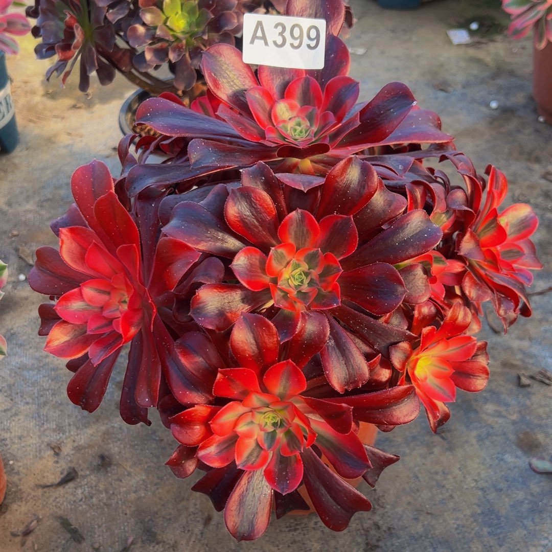 芳***菜无花朵美杜莎法师399