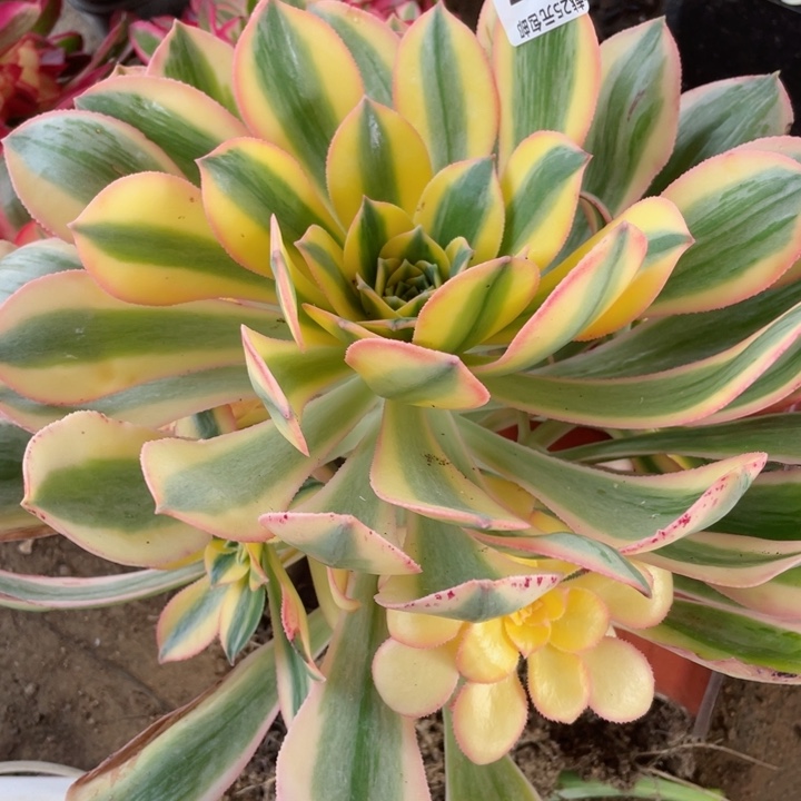 397灿烂多肉12344678