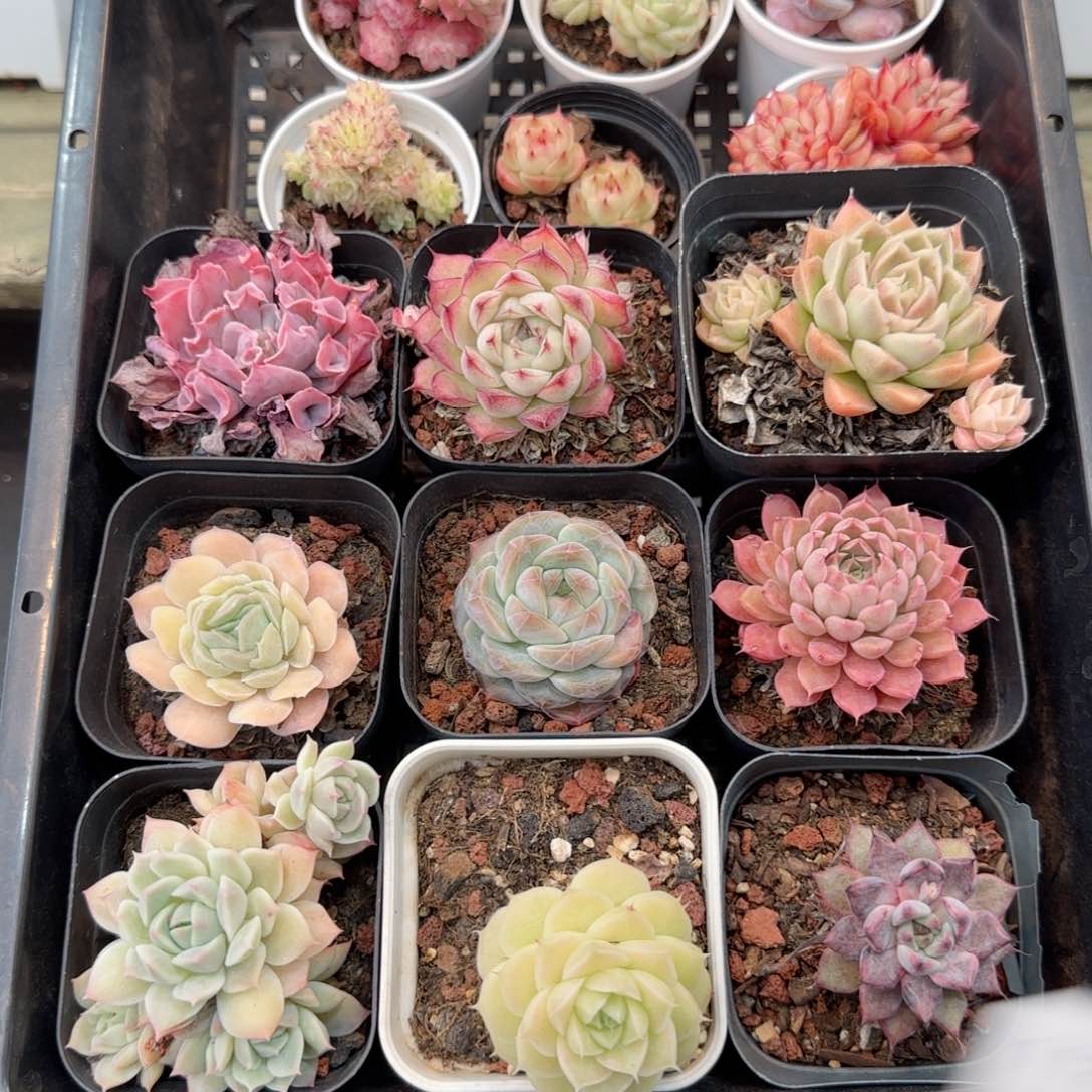 框拍框拍0207-112