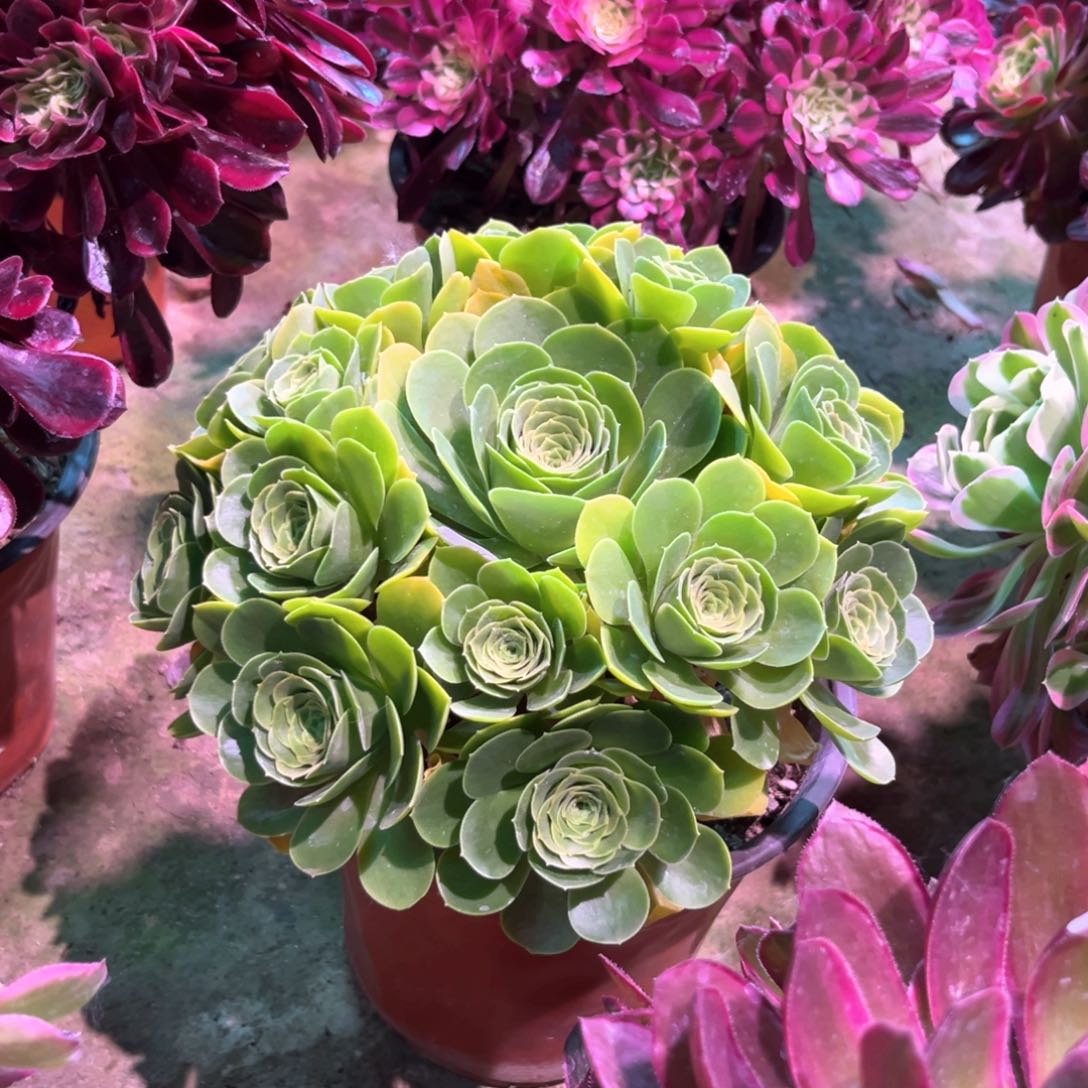 无花朵多肉植物阳光玫瑰558