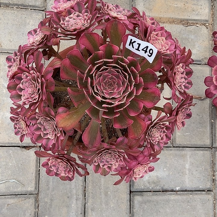 14红铜白多肉555555