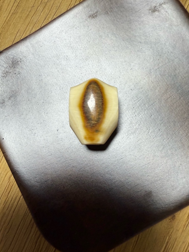 70587猛犸牙鲨鱼背配饰