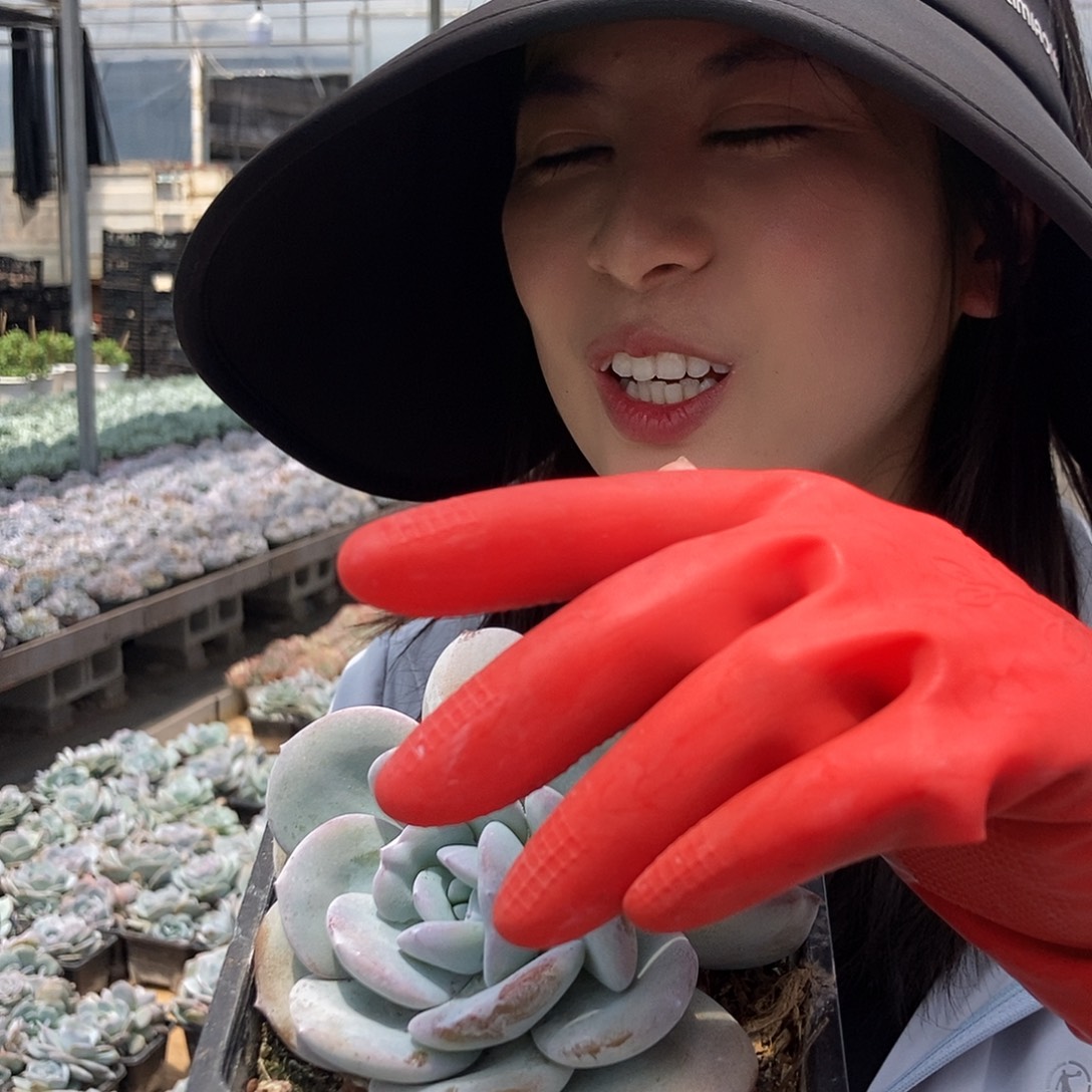 8-8奶茶双头随机多肉