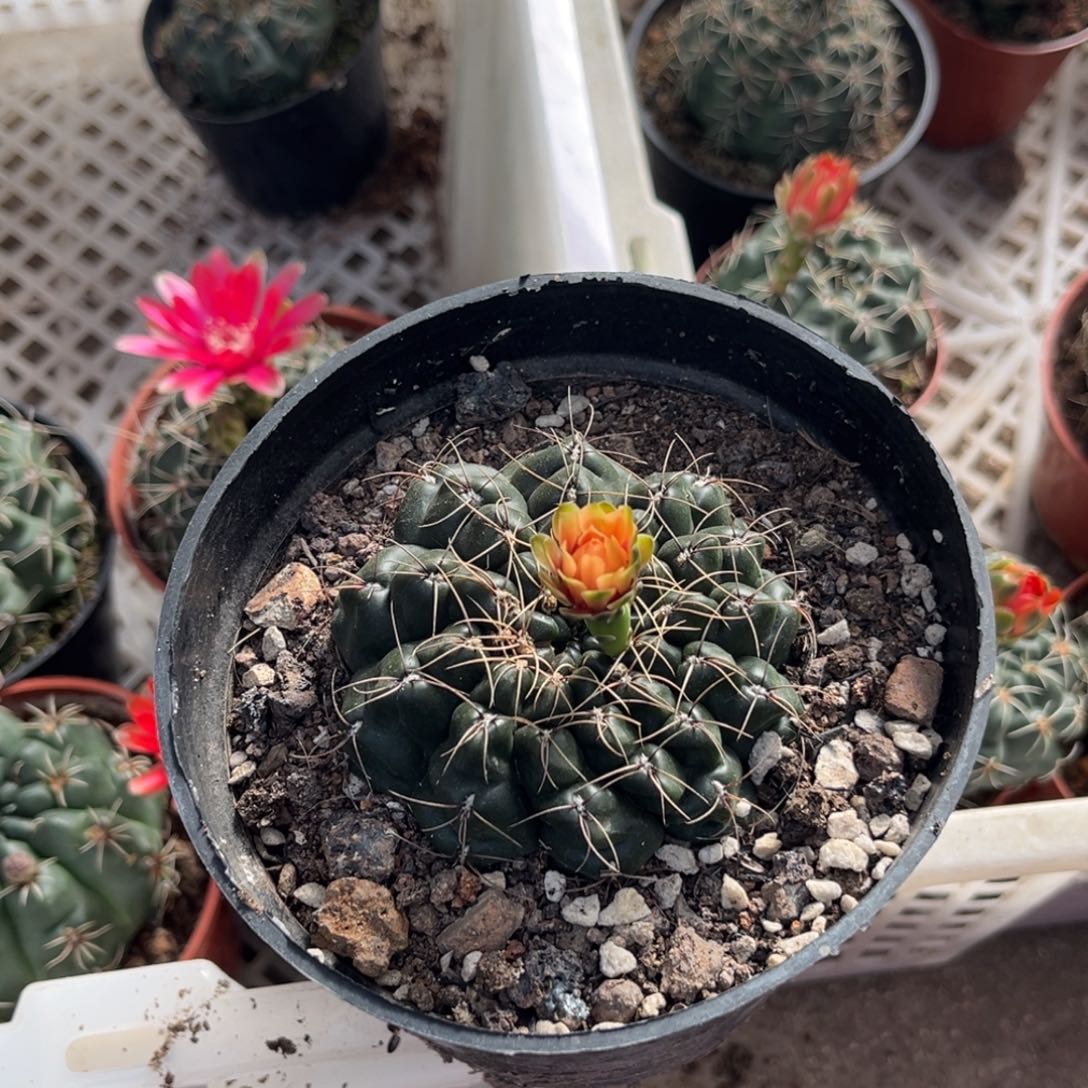 雁***花实生绯花玉仙人球