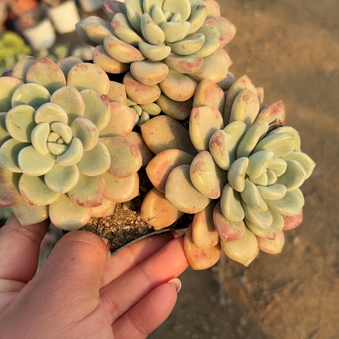 多肉植物多肉植物